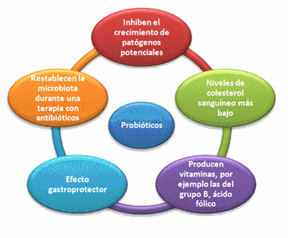probióticos
